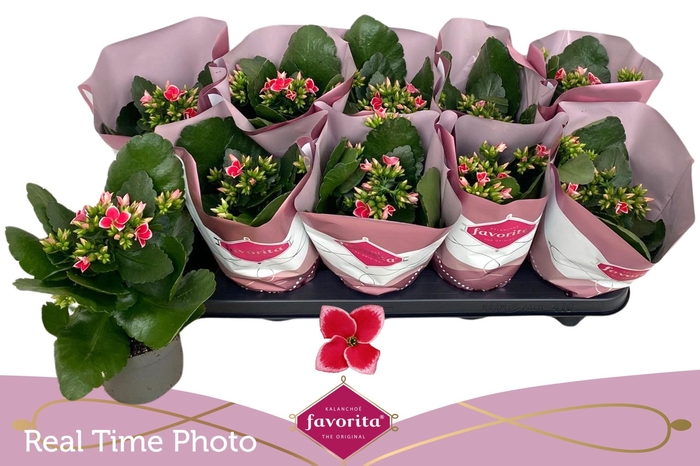 <h4>KAL EN BEL ROSA PINK</h4>