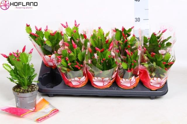 <h4>SCHLUMB ZARAIKA</h4>