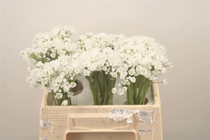 <h4>Allium Flocon</h4>