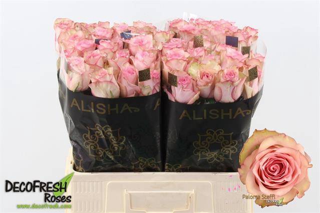 <h4>R Gr Paloma Steffi Alisha</h4>