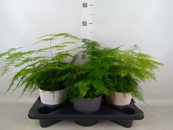 <h4>Asparagus dens. 'Sprengeri'</h4>