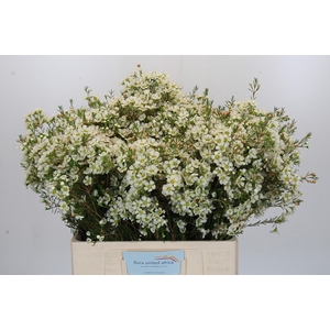 Chamelaucium Ivory Pearl