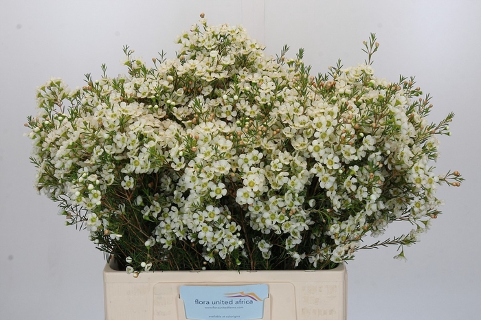 <h4>Chamelaucium Ivory Pearl</h4>