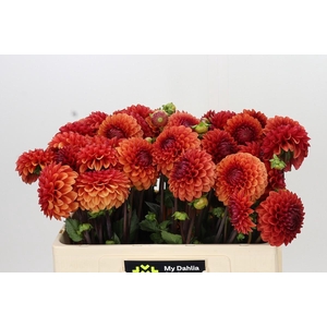 Dahlia Brown Sugar