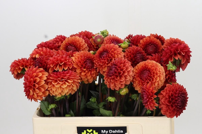 <h4>Dahlia Brown Sugar</h4>