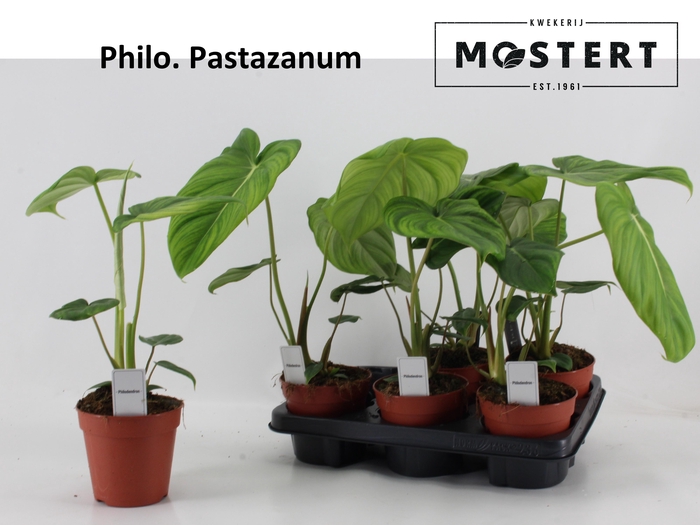 <h4>PHIL OVERIG</h4>