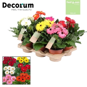 Gerbera 3-bl Mix Feel Green