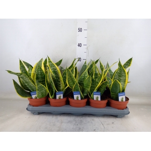Sansevieria trifa. 'Futura Superba'