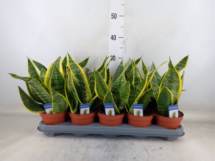 <h4>Sansevieria trifa. 'Futura Superba'</h4>