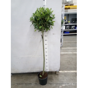 Laurus nobilis