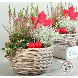 ARR TUINPLANTEN