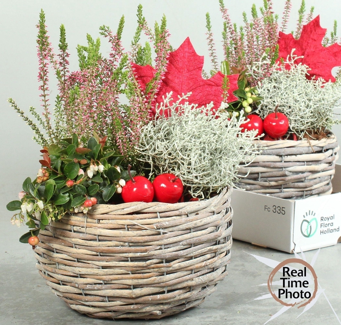 <h4>ARR TUINPLANTEN</h4>