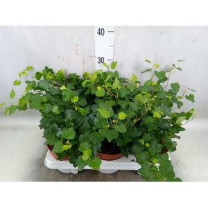 Hedera helix 'Wonder'