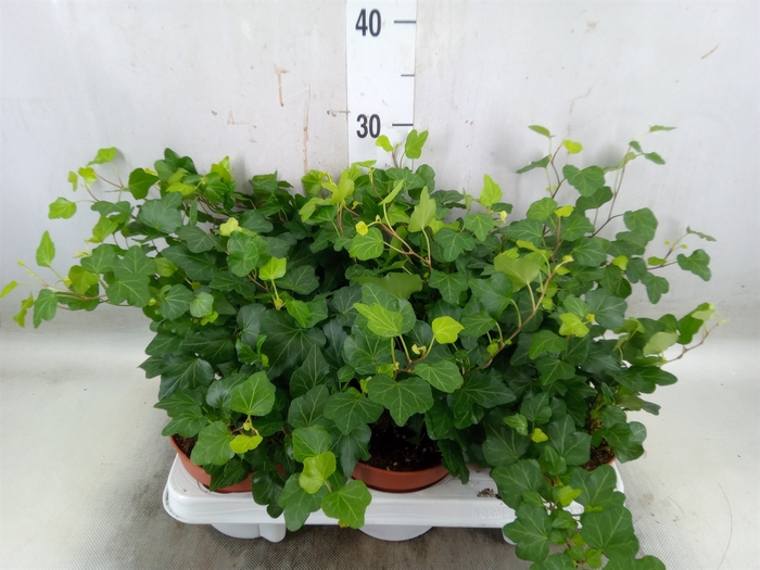 <h4>Hedera helix 'Wonder'</h4>
