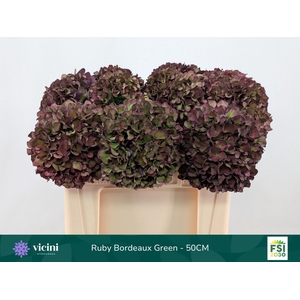 Hydrangea  'Magical Rubyred'  CL