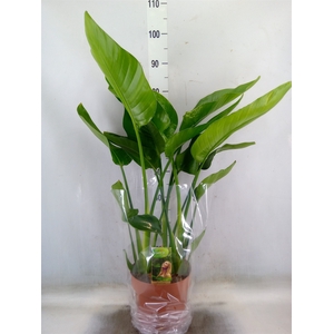 Strelitzia nicolai