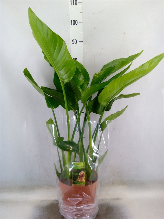 <h4>Strelitzia nicolai</h4>