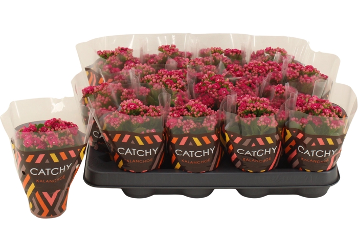 <h4>Kalanchoe Double Purple</h4>