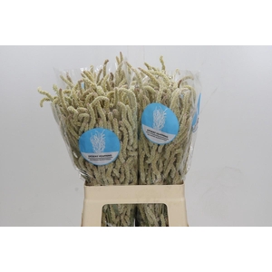 Amaranthus Yearming Desert