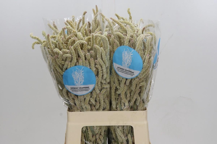 <h4>Amaranthus Yearming Desert</h4>