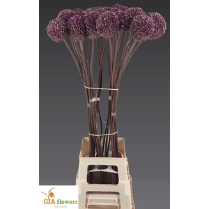 ALLIUM SUMMER DRUMMER ALLIUM SUMMER