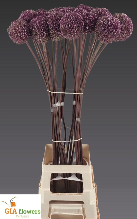 <h4>ALLIUM SUMMER DRUMMER ALLIUM SUMMER</h4>