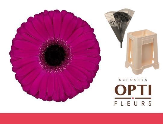 <h4>Gerbera Aladin Water</h4>