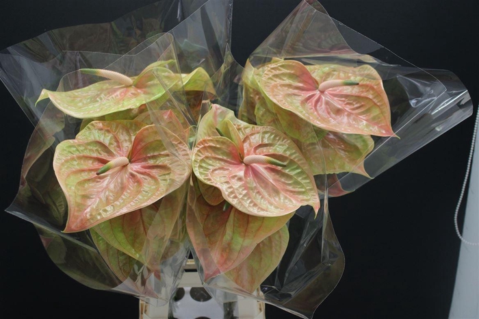 <h4>Anthurium Cognac</h4>