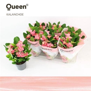 Euphorbia (Milii Grp) 'Charlotte'