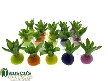 ! Aanbieding !! Hyacint Wax