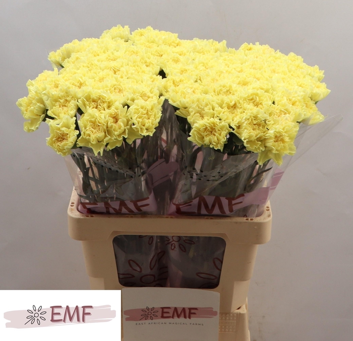 <h4>DI ST HERMES</h4>