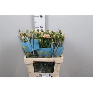 Ran Butterfly Hestia