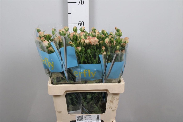 <h4>Ran Butterfly Hestia</h4>