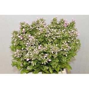 PHLOX P JEFFS PINK