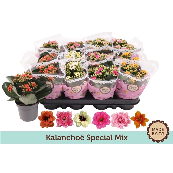 <h4>Kalanchoë Special Mix</h4>