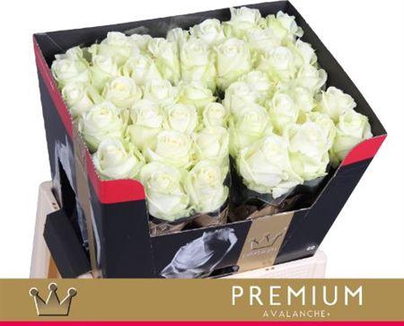 <h4>R Gr Avalanche+ Premium 60cm</h4>