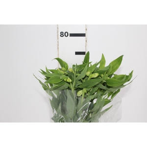 ALSTROEMERIA WHITNEY 080 CM