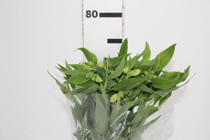 <h4>ALSTROEMERIA WHITNEY 080 CM</h4>