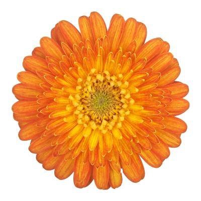 <h4>Germini Gizela Diamond</h4>