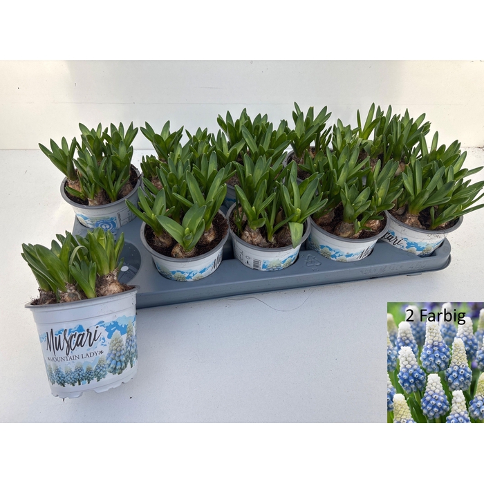 <h4>MUSCAR MOUNTAIN LADY</h4>