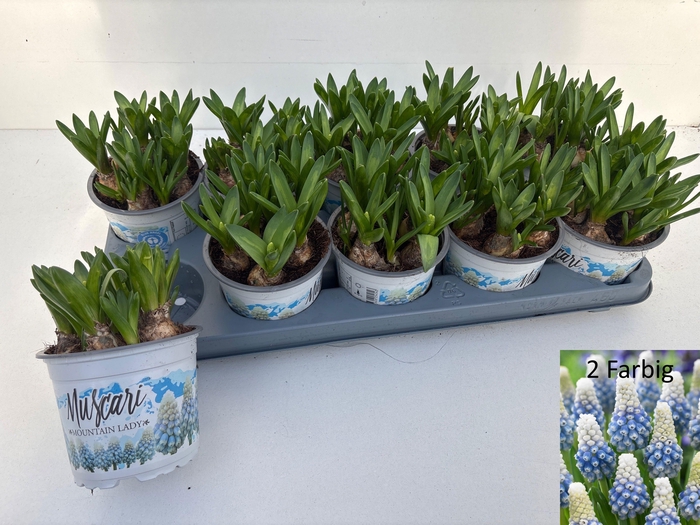 <h4>MUSCAR MOUNTAIN LADY</h4>