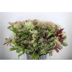 Photinia Red Robin Flower P Bunch