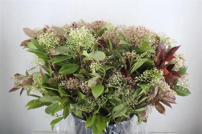 <h4>Photinia Red Robin Flower P Bunch</h4>