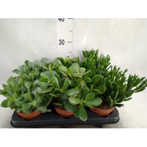 Crassula   ...mix