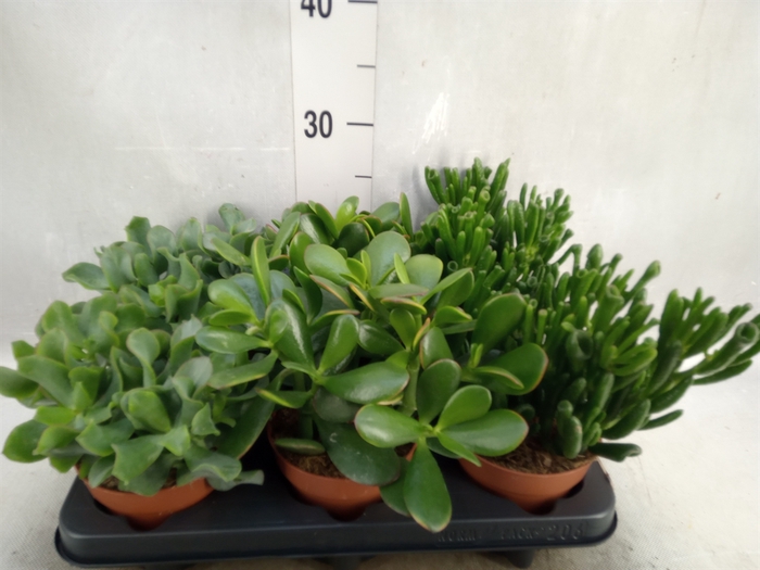 Crassula   ...mix