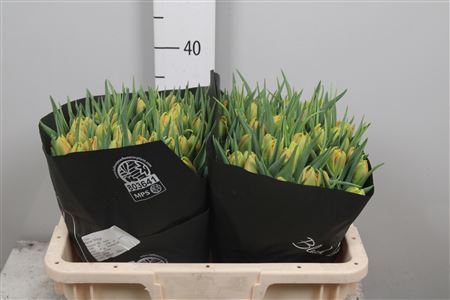 <h4>Tu Du Monte Orange</h4>