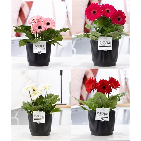 <h4>Gerbera gemengd 2+ in Pure Liv mat zwart keramiek</h4>