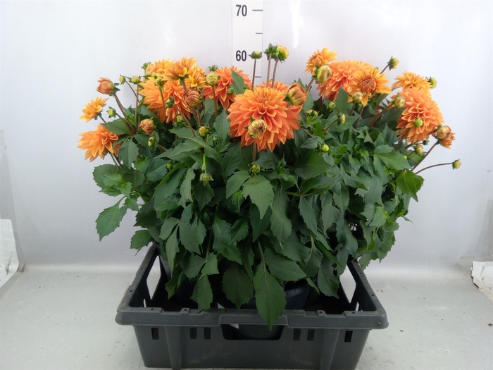 <h4>Dahlia DE 'Labella Grande Orange'</h4>