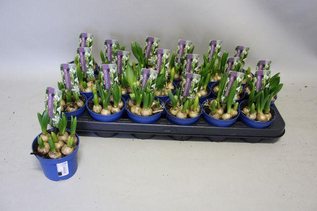 <h4>ORNIT BALANSAE P9</h4>