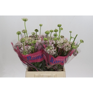 Ranunculus Brushmark Seti